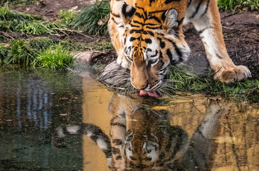 Spiegelung von Tiger beim Trinken