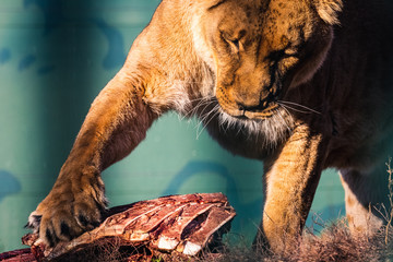 Löwin mit Nahrung 