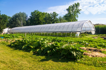 Fototapeta na wymiar agriculture greenhouse and gardens with squash plants in the foreground at summer time