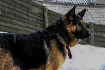 german shepherd dog