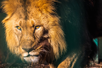 Portrait eines Löwen im Sonnenlicht