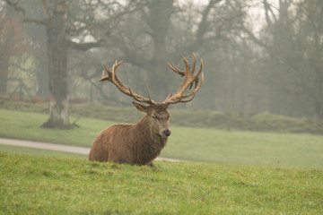 Stag