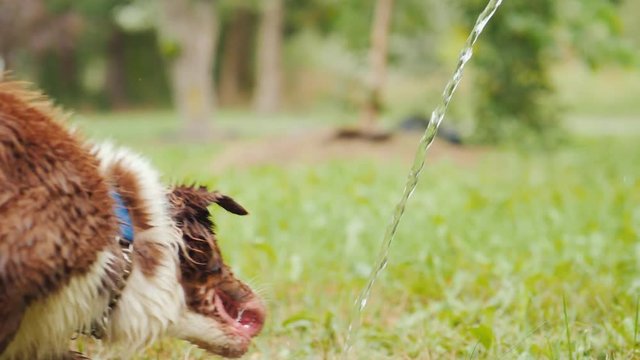 Funny video with a dog drinking water from a hose. Sheep-dog - lover of water procedures