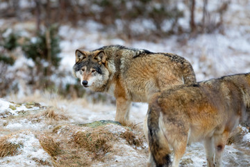 Wolf pack roaming around in the forest in early winter