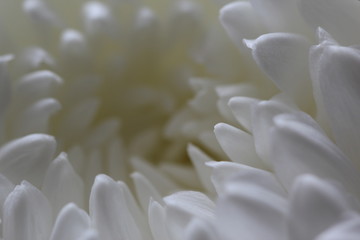 White flower. Macrophotography