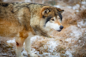 Fototapeta premium Close-up of male wolf standing in the forest in early winter