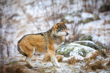 Focused beautiful wolf in the forest in early winter