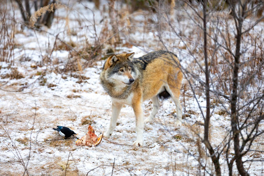 Magnificent wolf standing over a piece of meat in the forest