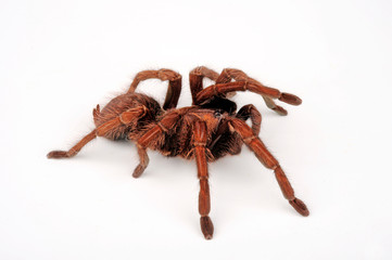 Haiti-Vogelspinne (Phormictopus cancerides) - Hispaniolan giant tarantula