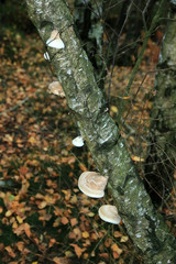 Birkenporling