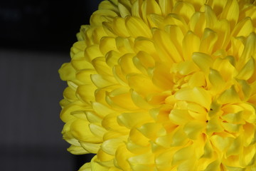 Yellow flower. Macrophotography