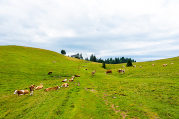 Fototapeta premium Church in the Slovenia big plateau pasture (Velika Planina). Chapel on the hill, religion symbol.Dramatic mystic clouds and colors. Green meadow and blue sky with clouds. Plateau near the Kamnik city