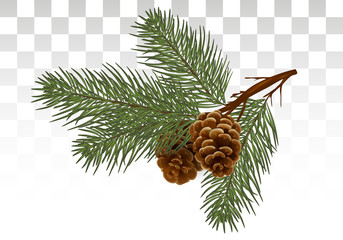 christmas  pine tree branches and cones. Design element in realistic style for Christmas decoration. Vector illustration. Eps 10.