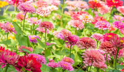 Fototapeta premium Background flowers, colorful of Zinnia.