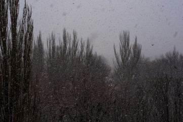 Winter landscape - snow storm, snow covered trees and black birds