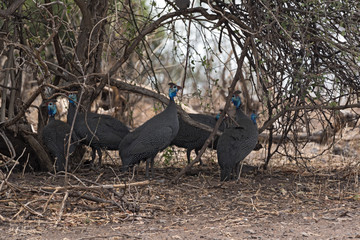 Helmeted guineafowl in the shade of a bush, botswana, africa