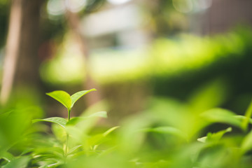 Nature Green Foliage with Sunlight and Bokeh Background in the Garden