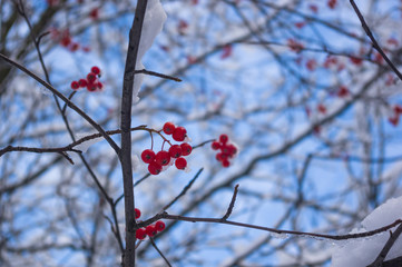 Rowan tree with red berries in the snow