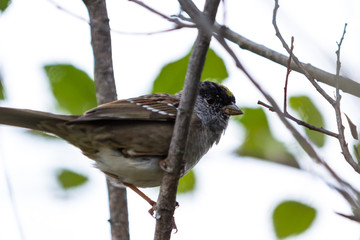  house sparrow - Passer domesticus