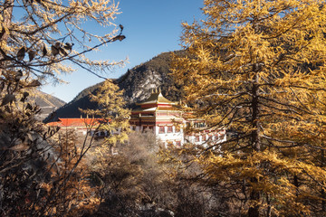 Chong Gu monastery shining in autumn pine forest at Yading nature reserve