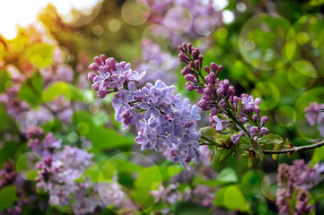 branches of purple lilac. close-up.Bright spring morning in the garden. The rays of the sun shine through the leaves. The branches of a lilac close up.