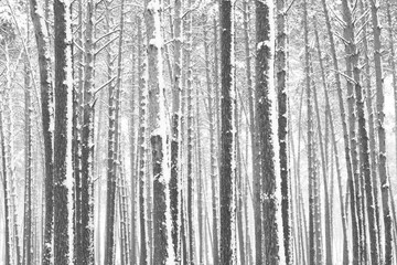 Black and white photo of winter pine forest in snowdrifts in cold and windy weather