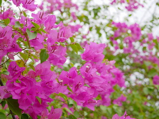 Selective focus of outdoor Bougainvillea flowers