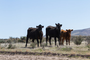 free range cattle