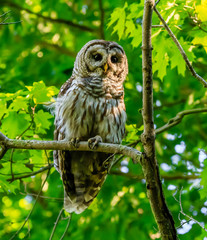 BARRED OWL