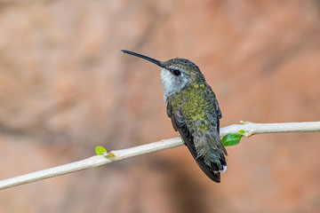 Female Hummingbird Perched on a Branch with two new Leaves Emerging