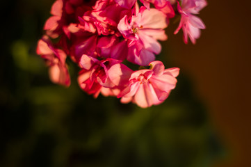 Lovely pink Pelargonium Geranium flowers, close up