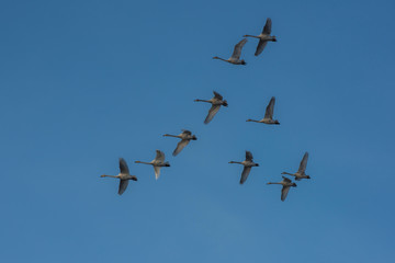 Flying white whooping swans, Altay, Siberia, Russia.