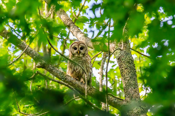 BARRED OWL