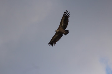 Fototapeta na wymiar vautour