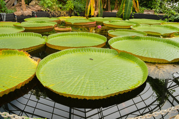 Giant lily pad