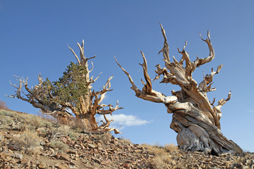 Two gnarly old Bristlecone Pines, Ancient Bristlecone National Monument, CA, USA