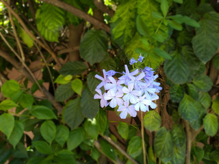 Blue flower in the garden