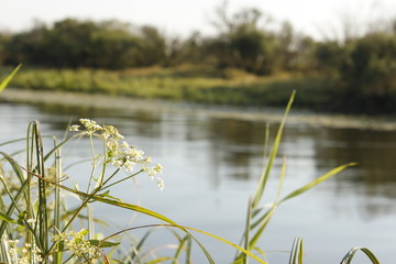 fishing at dawn, hobby, relax. Fishing rod with a catch.