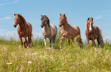 Four Icelandic horses in a meadow, young stallions chestnut, mouse dun tobiano and red dun