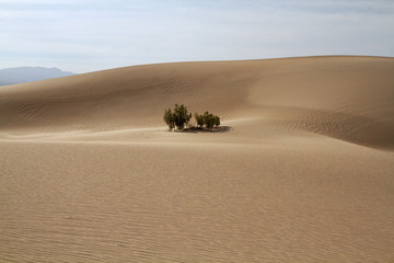 Fototapeta na wymiar Isolated patch of vegetation among the rolling sand dunes at Death Valley National Park, CA, USA