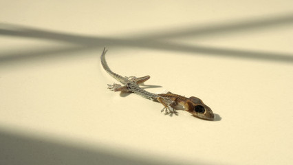 Close-up images of Asia little small home lizard which dead for long time untill body become a mortal or mummified by times and all of bones and skin change to carcass or ash and macro shot 
