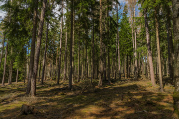 Spruce and pine tree forest in spring day in Slavkovsky Les national park