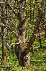 Old big chestnut tree © Xalanx