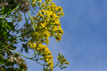 yellow flowers growing on a bush
