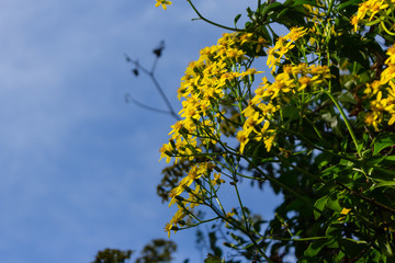 yellow flowers growing on a bush