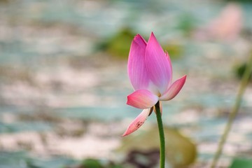 lotus flower, baikka beel, beautiful bangladesh, bangladesh nature, indian lotus