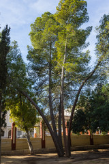 many trunks of a single tree