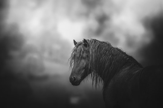 5 523 Best Cheval Noir Images Stock Photos Vectors Adobe Stock