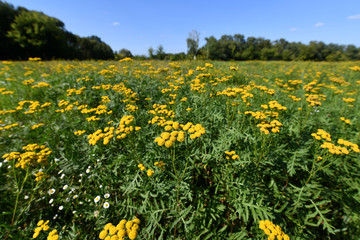 Many beautiful yellow tansy in a meadow