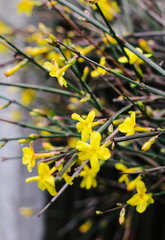 Gelbe Blüten auf einem Ast